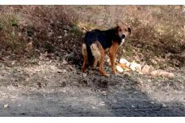 <b>Pilnie poszukiwany jest wlaściciel psa. Koczuje w lesie na trasie Czersk - Karsin </b>