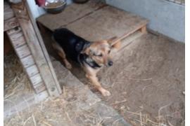 <b> CZERSK. Urząd Miejski w Czersku poszukuje właściciela psa lub osób mogących udzielić informacji na temat właściciela </b>