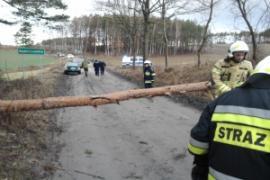 <b> Drzewo spadło na samochód <br>w trakcie jazdy... Trasa Czersk<br> - Klaskawa (FOTO)</b>