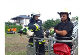 <b> GM. CZERSK. Strażacy uratowali młode bociany (ZDJĘCIA) </b>