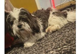 <b>GM. CZERSK. Szukamy właścicieli pieska - znaleziony w Złotowie</b>