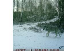 <b> GM. CZERSK. Spokojnie, to tylko wilk! (ZDJĘCIA, WIDEO)</b>