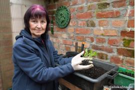 <b> CZERSK. URSZULA LIPINSKA: OGRÓD TO MOJA PASJA! Marzec to czas na rozpoczęcie siewów i prac przygotowawczych w ogrodzie (ZDJĘCIA, WIDEO) </b>