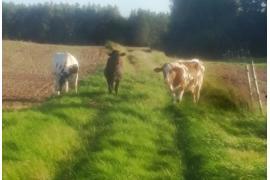 <b>GM. CZERSK. Bydło chodzi samopas – mieszkańcy czują się zagrożeni (FOTO)</b>