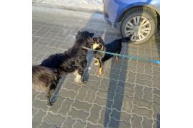 <b> CZERSK. Poszukiwani właściciele dwóch piesków (ZDJĘCIA)</b>