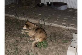 <b>CZERSK. Szukamy właściciela pieska (FOTO)</b>