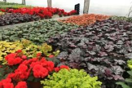 <b>WIOSNA 2018!  <br>Piękne pelargonie – własna produkcja! Piękne kwiaty rabatowe, krzewy ozdobne, drzewa owocowe<br> i byliny! (ZDJĘCIA)</b>