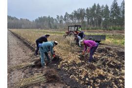 <b>GM. CZERSK. Szkółka w Listewce już od kilku dni intensywnie pracuje - sadzonki trafiają do leśnictw (ZDJĘCIA) </b>