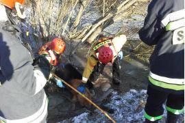 <b>Pod psem załamał się lód - strażacy uratowali czworonoga (FOTO)</b>