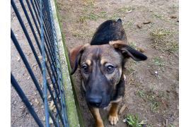 <b>CZERSK. Szukamy właścicieli psów (ZDJĘCIA)</b>