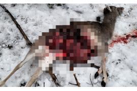 <b>GM. CZERSK. Pan Grzegorz z Gutowca: Atak wilka na terenie mojej posesji – łania nie przeżyła (ZDJĘCIA)</b>