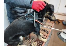 <b>AKTUALIZACJA: Piesek wrócił do właściciela. Dziękujemy! CZERSK. Znaleziono psa na ul. Dra. Zielińskiego w Czersku</b>