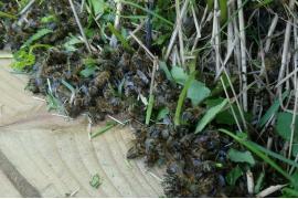 <b> Znów zatrucia pszczół… Hodowcy pszczół z powiatu chojnickiego apelują do rolników</b>