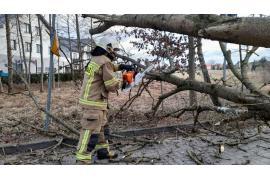 <b>Przewrócone drzewo na Alei 1000-lecia w Czersku. O krok od tragedii. Apel do władz gminy (FOTO)</b>