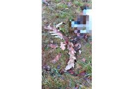 <b>CZERSK. Osiedle `Tucholskie` informacja. Znaleziono szczątki sarny – prawdopodobnie zagryzły ją wilki (ZDJĘCIA)</b>