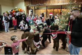 <b>GM. CZERSK. Radosne Mikołajki w Malachinie – alpaki w roli głównej (ZDJĘCIA, WIDEO)</b>