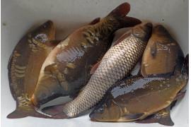 <b>GM. CZERSK. Karp, pstrąg, amur, lin z własnej hodowli (OFERTA, KONTAKT)</b>