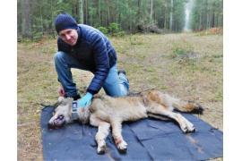 <b>Czy wilki boją się ludzi? Dr Maciej Szewczyk w Borach Tucholskich zamontował specjalne kamery z głośnikami – zobacz wyniki badań</b>