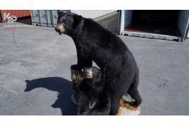 <b>Dwa spreparowane niedźwiedzie czarne zatrzymane przez pomorską KAS (ZDJĘCIA, WIDEO)</b>
