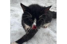 <b>AKTUALIZACJA - kot uciekł. CZERSK. Czytelnik: Potrącony kot, trzeba reagować (ZDJĘCIA)</b>