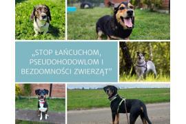 <b> POW. CHOJNICKI. `STOP ŁAŃCUCHOM, PSEUDOHODOWLOM I BEZDOMNOŚCI`  </b>