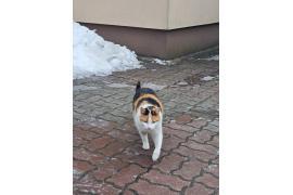 <b>CZERSK. Znaleziono kotkę - poszukiwany właściciel (ZDJĘCIA)</b>