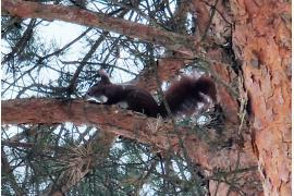 <b>CZERSK. Nasza mała sąsiadka regularnie wpada po zimowy poczęstunek (WIDEO)</b>