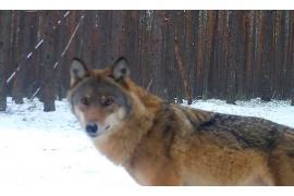 <b>Wilk w oku kamery fotopułapki Parku Narodowego Bory Tucholskie (NAGRANIE)</b>