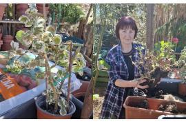 <b> CZERSK. Urszula Lipinska: Jak zadbać o pelargonie? ZOBACZCIE - ODCINEK IV (ZDJĘCIA, WIDEO) </b>
