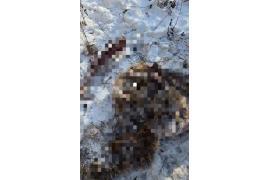 <b>GM. CZERSK. Mieszkaniec: Wilków jest sporo, przechodzą nawet w rejonie zabudowań. Trzeba uważać (ZDJĘCIA, WIDEO)</b>