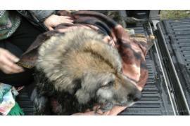 <b>Strażacy uratowali psa, który znajdował się w Czerskiej Strudze</b>