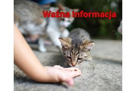 <b>CZARNA WODA. Ważna informacja w sprawie kotów wolno żyjących</b>