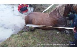 <b>Konie wpadły do stawu - nietypowa interwencja strażaków (FOTO)</b>