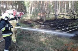 <b>Pożar lasu w Wojtalu. Ktoś prawdopodobnie podłożył ogień <br>w pięciu miejscach...</b>