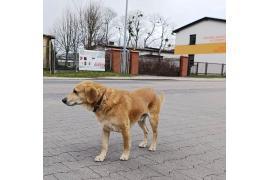 <b>CZERSK. Piesek błąkał się w rejonie ul. Lipowej. Szukamy właściciela</b>