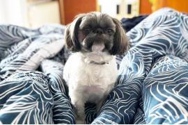 <b>Pomóżmy odnaleźć pieska! Wabi się `Chrupek`. Po zderzeniu aut na DK22 piesek uciekł... Był widziany wczoraj niedaleko Jasnowa od strony Kłodawy</b>