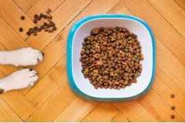 <b> Jak nauczyć psa jeść suchą karmę? </b>
