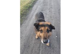 <b>CZERSK. Poszukiwany właściciel psa</b>