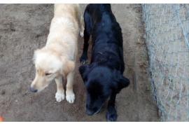 <b>Poszukiwani właściciele psów. <br>Psy znalezione w okolicach parkingu leśnego</b>