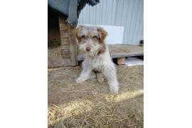 <b>GM. CZERSK. Piesek znaleziony przy DK22</b>