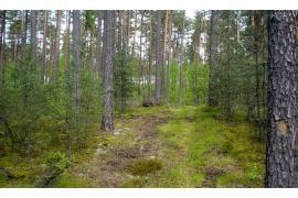 <b>Opisują lasy i planują zabiegi. Informacja dla właścicieli lasów prywatnych (Brusy, Czersk, Konarzyny)</b>