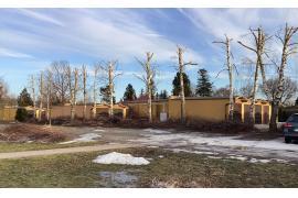 <b>CZERSK. Przycinka drzew na osiedlu. Jerzy Chirek: Przycina się co rośnie, drzewka młode tracą kształt i linię wzrostu. Do sprawy odnosi się prezes SM (FOTO)</b>