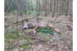 <b>POW. STAROGARDZKI. Już wiadomo, że osoba, która zastrzeliła wilka Lego, to myśliwy. I to nie byle kto, bo...</b>