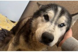 <b>Znaleziony husky</b>